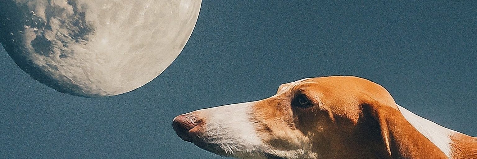 MuzzledDog420's profile banner image