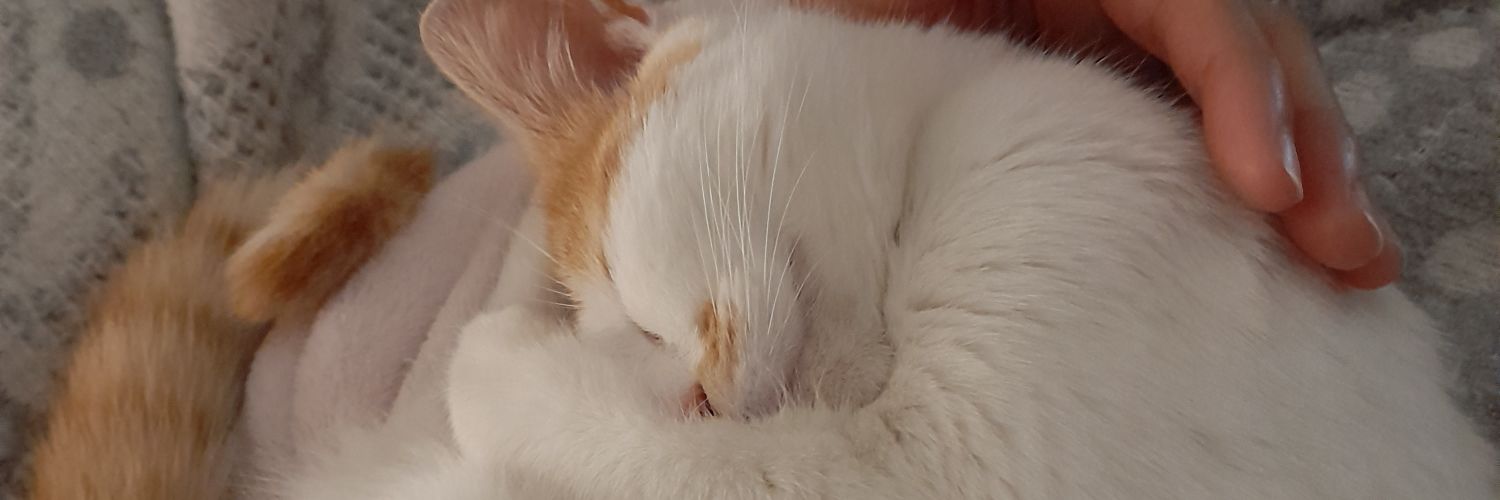 burcinozoglu's profile banner image