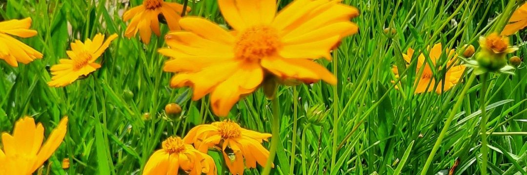 dian_fiani's profile banner image