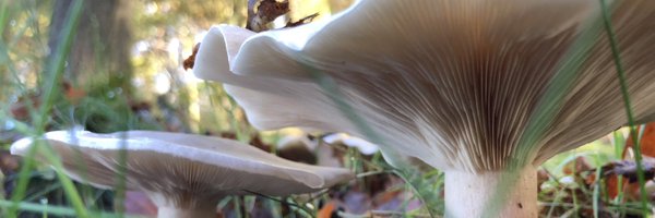 Irmathijssen Profile Banner