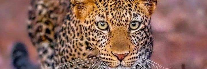 Joseph_WanjiruM's profile banner image