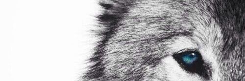 AslAsli07's profile banner image
