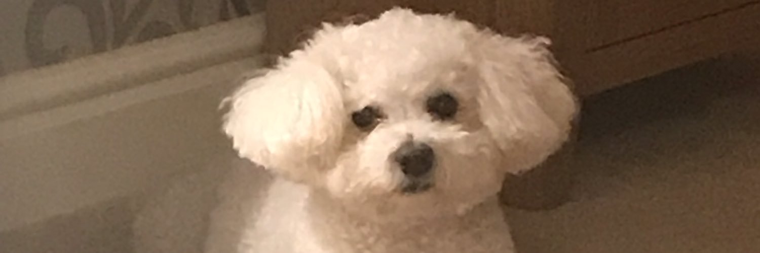 Maxiwoo banner