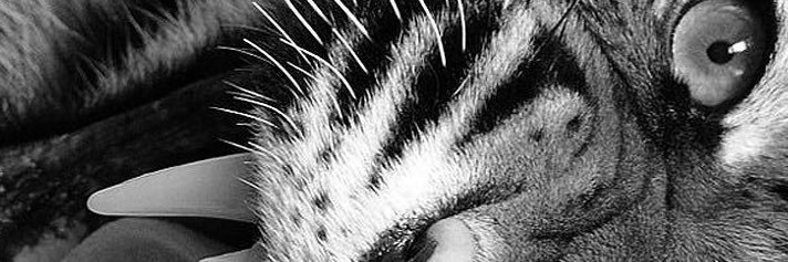 ninidiao's profile banner image