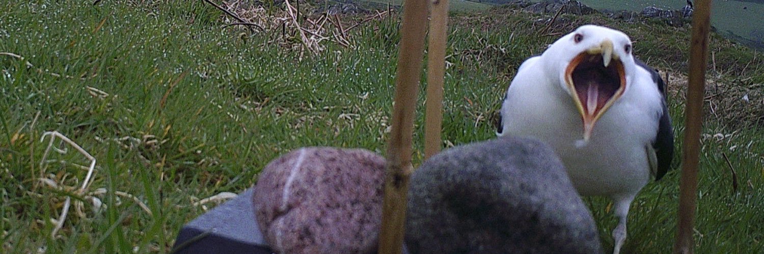 Snarglepip 😻 banner