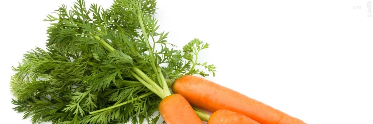 🐰Petunia🥕 banner