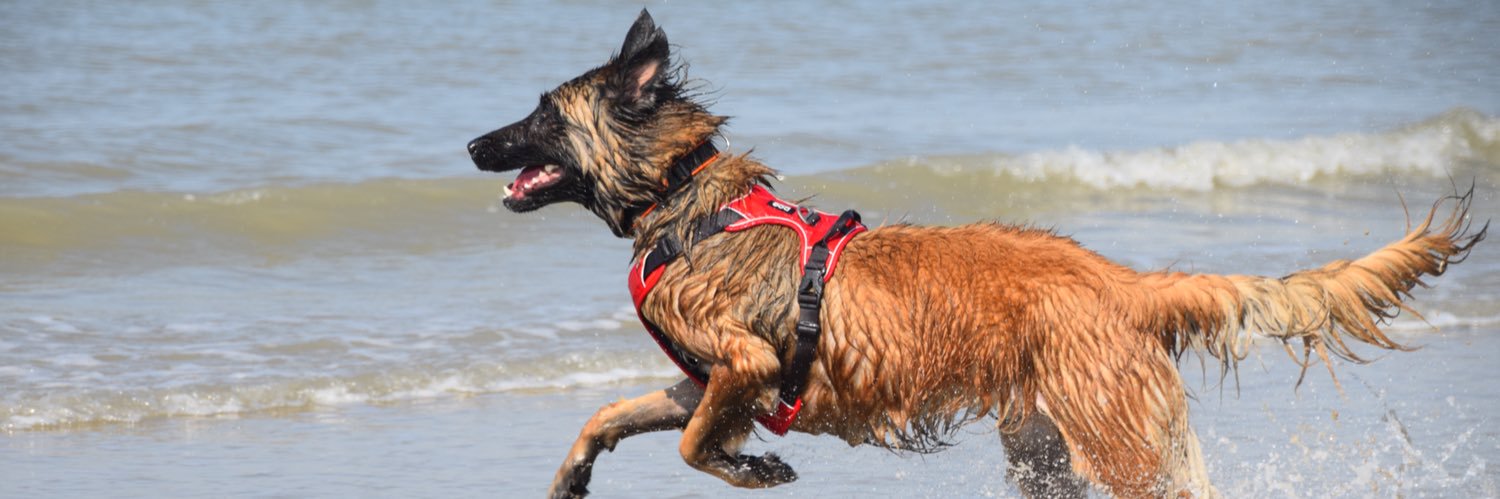 Jeanette de Poorter banner