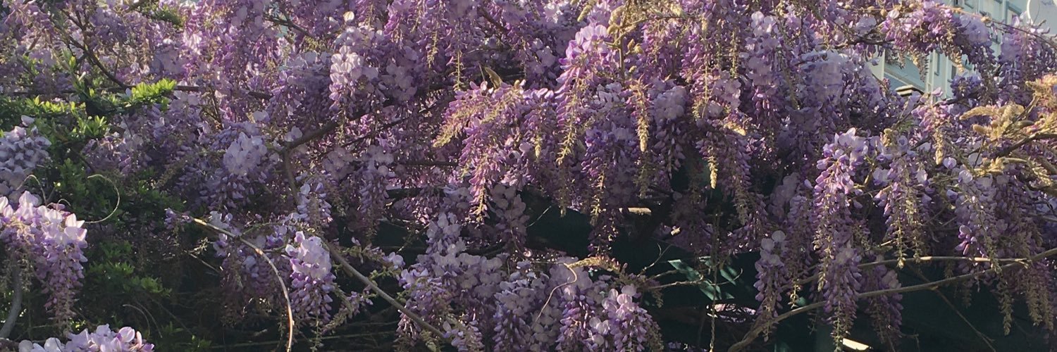 ozgecoruh's profile banner image