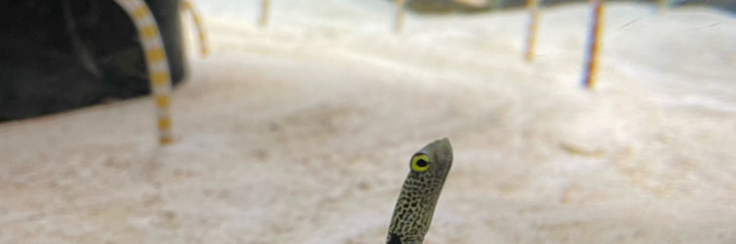 もりりん Lv.20 banner