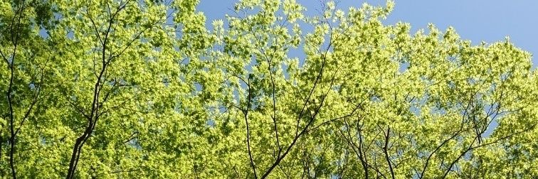しゃふ banner