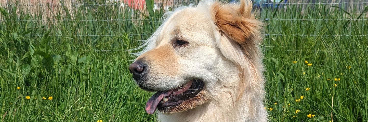 kasvinda's profile banner image
