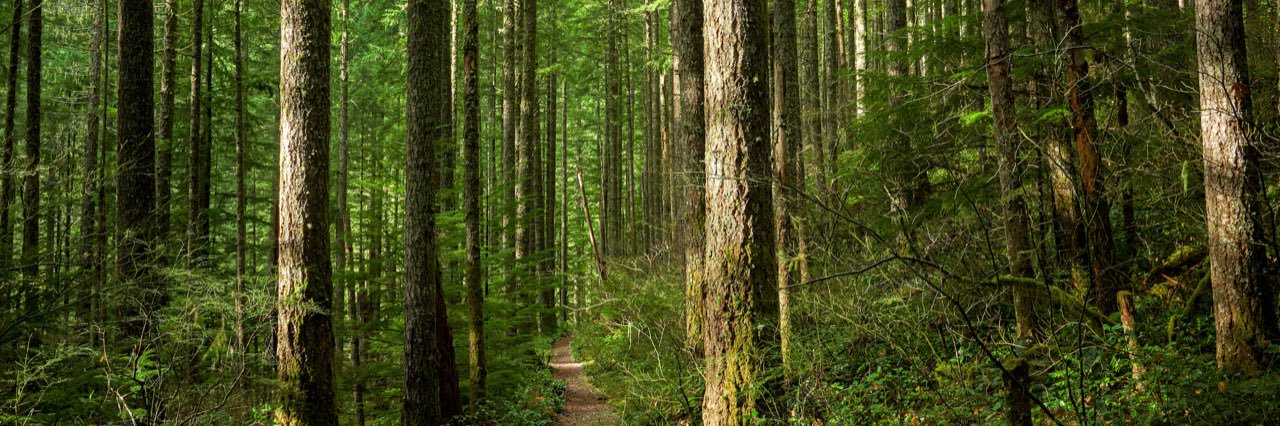Maryland Forestry Foundation's banner