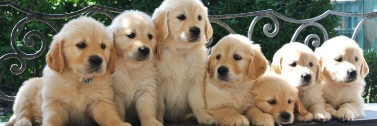 Animal Love's banner