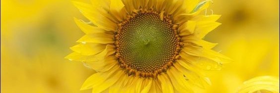 hobbitj indie banner