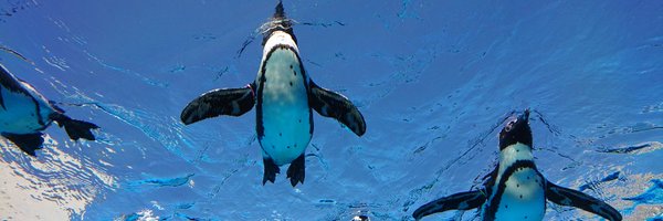 ymaruri Profile Banner