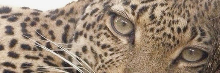 YoshiHysteria's profile banner image