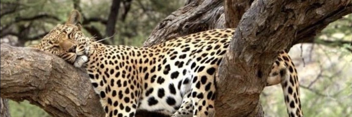 aelisaonline's profile banner image
