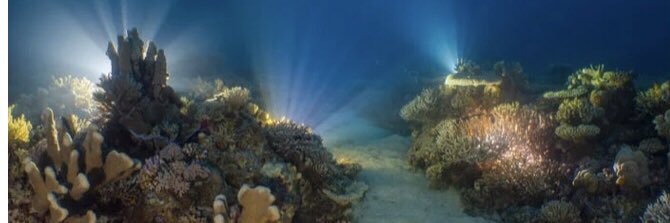 #shiba ❤Oneness banner