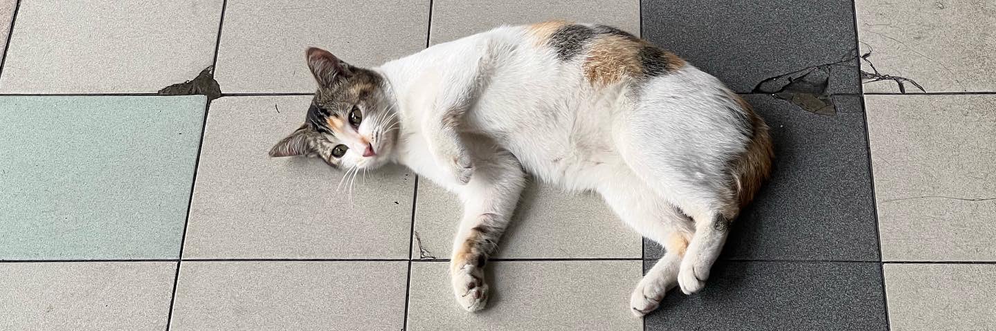 坐在桌上沉思的貓咪 banner