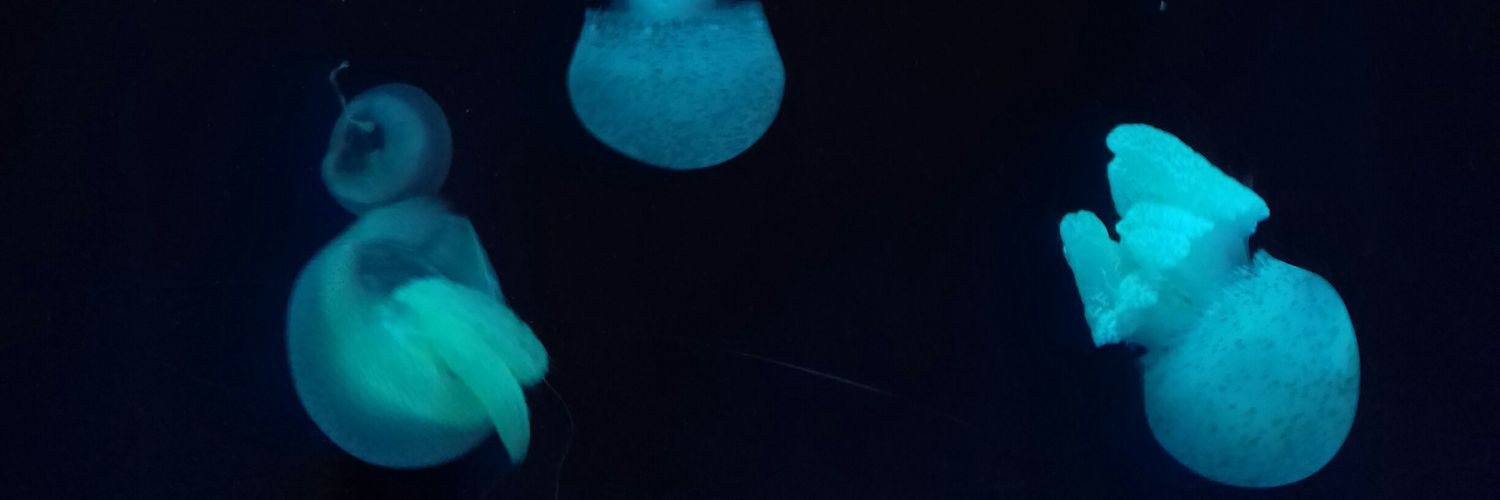 dkandriani's profile banner image