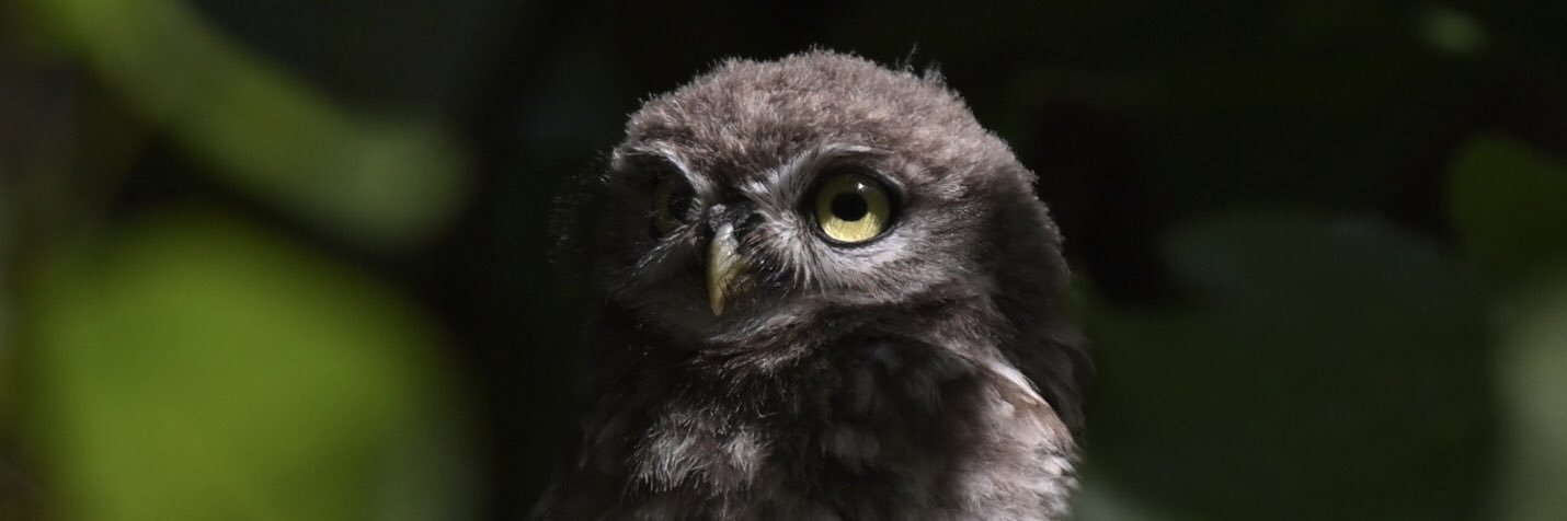 David Rouse 🍃💚🍃 banner