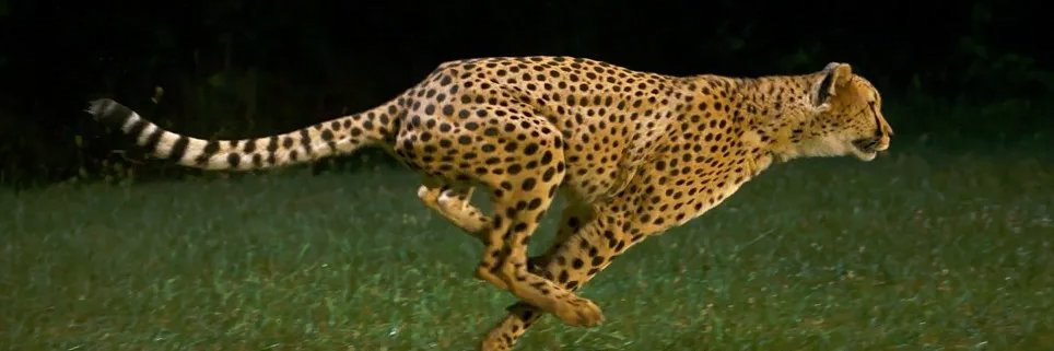 should_know_ani's profile banner image