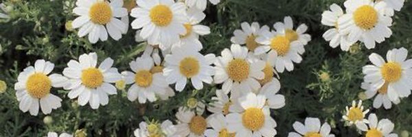 HeY_YaW_ Profile Banner