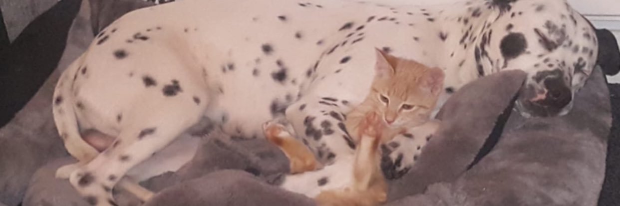 𝓡𝓲𝓵𝓮𝔂𝔂😁⃤ banner