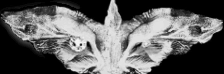 tputti_tp's profile banner image