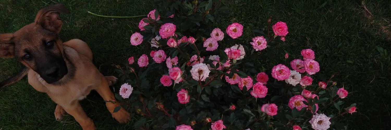 Juliairv_'s profile banner image