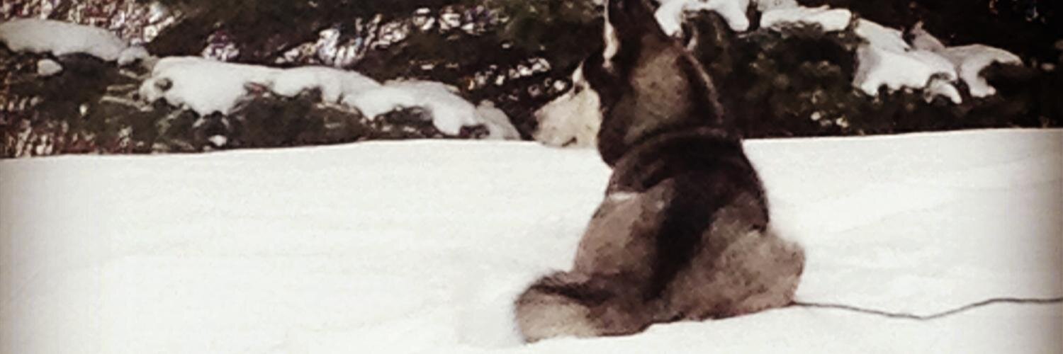 Jarah Soy banner