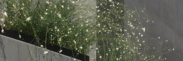 iizchii Profile Banner