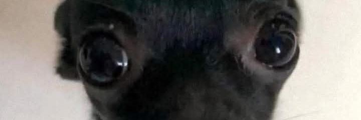 Carlo🇭🇳 banner