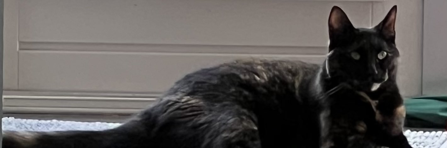 LadyDorrie's profile banner image