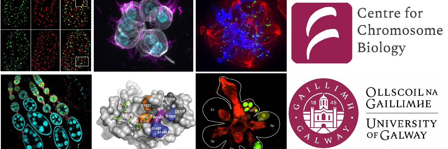 Centre for Chromosome Biology's banner