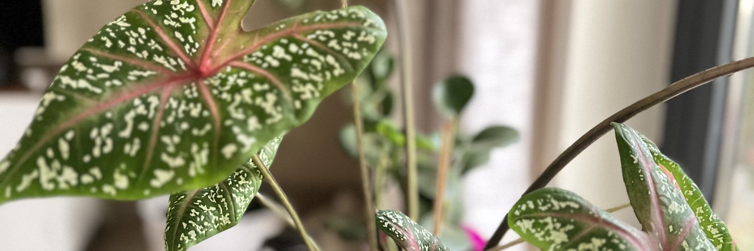 Marème Diallo banner