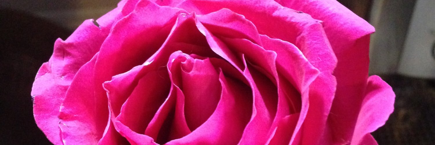 steph_krause's profile banner image