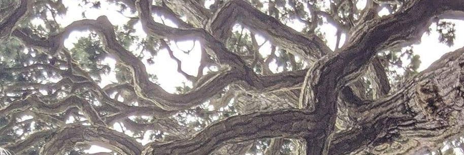 Christian Cebrián VO #94 banner