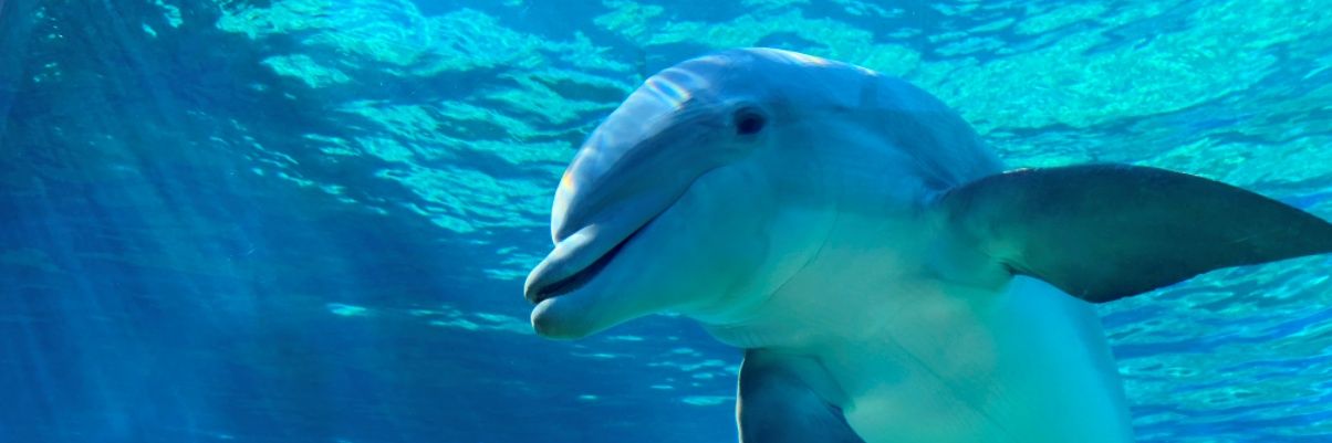 DolphinMen banner