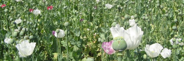DrugLawReform Profile Banner