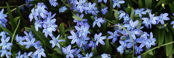 willowbarcelona Profile Banner