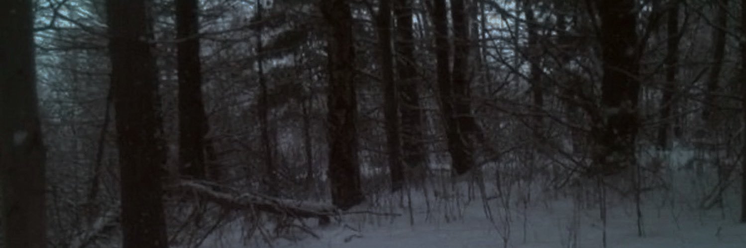 HolyWulf's profile banner image