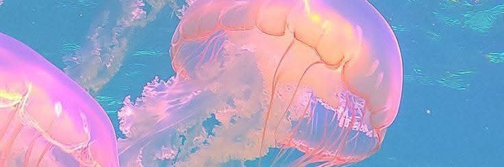 Fairytaleceto's profile banner image
