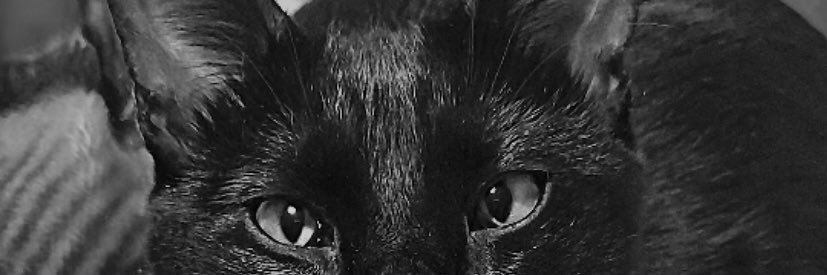 MarjhoryGois's profile banner image