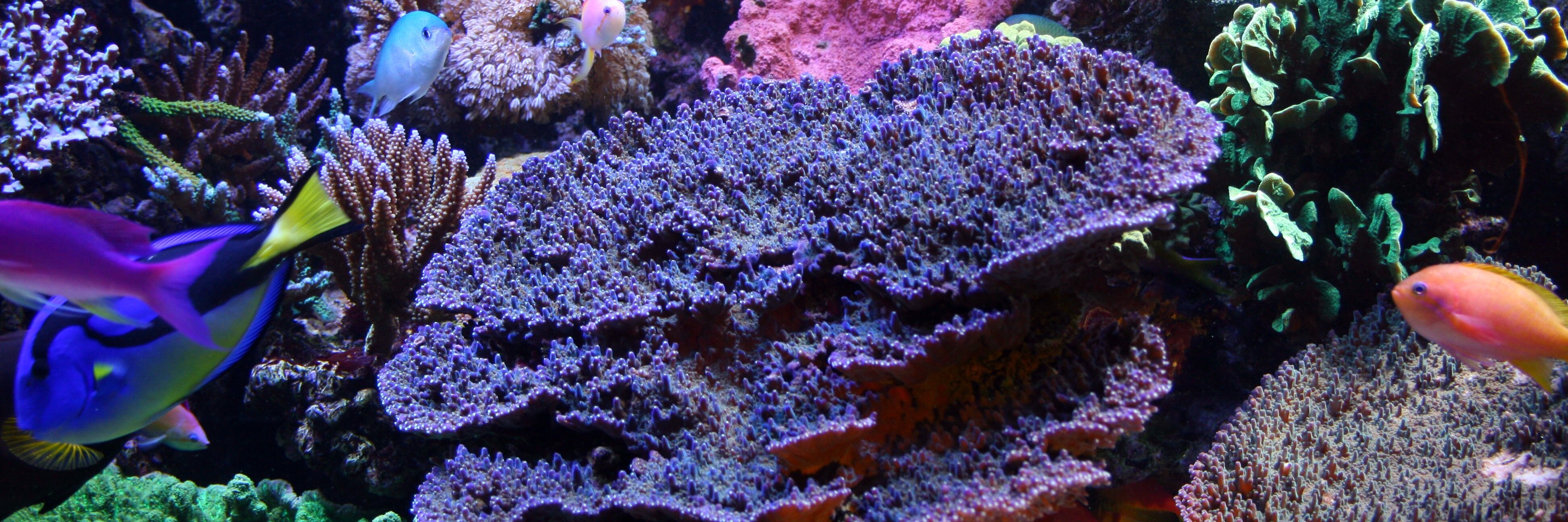 h2oaquatics's profile banner image