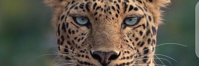 Oseni__Halima's profile banner image