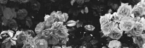 HughesMari's profile banner image