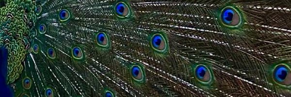 sheytaa_ Profile Banner