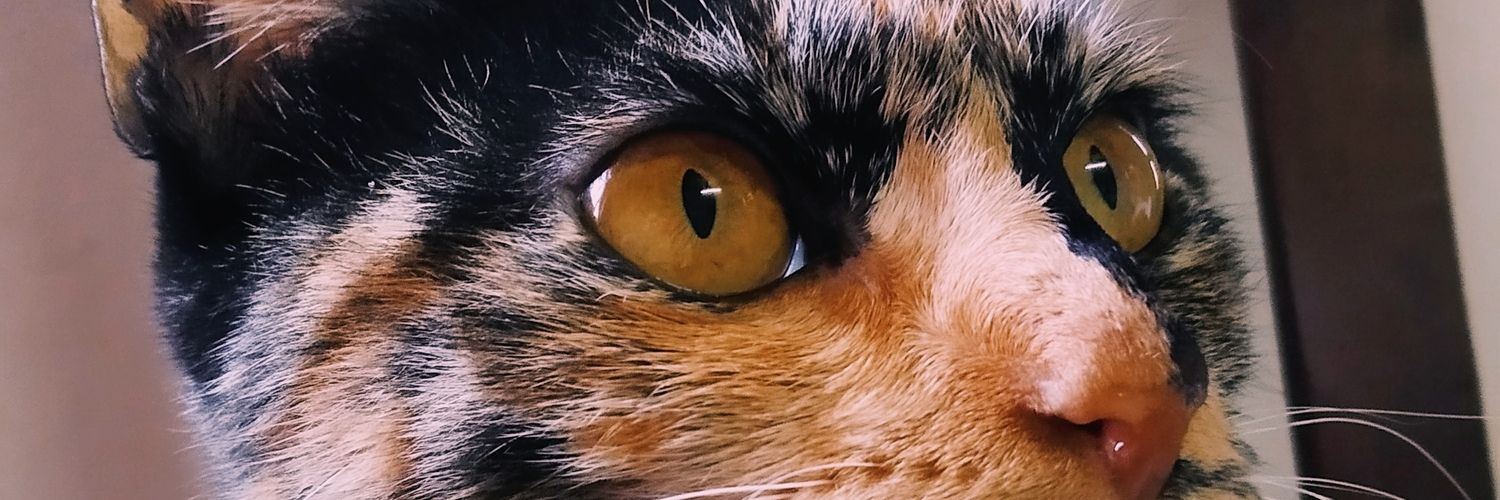 micavvera_'s profile banner image
