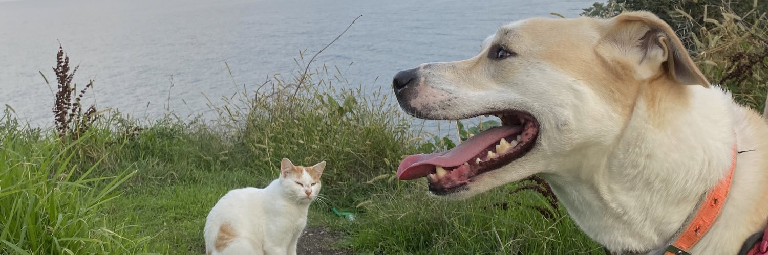 iremillo's profile banner image